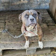 Forgotten Dogs Discovered in Crumbling Kennels Begin Healing Journey