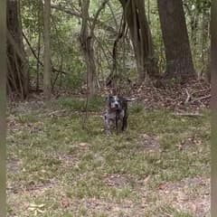 Magnolia’s Cry Was Heard: From Abandonment to a Second Chance To Happiness
