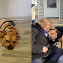After Being Left Waiting, Shelter Dog Hendrix Gets the Happy Ending He Deserves