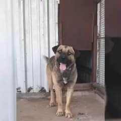 Dog Left to Die in Shelter Finds The Loving Family He Always Deserved