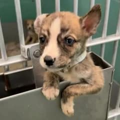 Tiny Hero Pup Climbs Out Of Kennel To Save His Siblings From Euthanasia