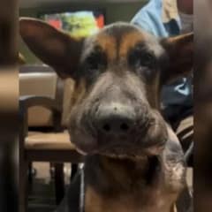 Rescued With a Swollen Face and a Shattered Heart, Chance Found Love at Last