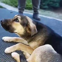 Abandoned Dog Waits Outside Bank For Her Owner Until Kind Strangers Change Her Fate