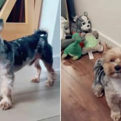 Dog Owner Shocked by Grooming Fail, But the Truth Leaves Them Laughing