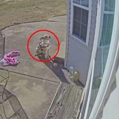 Freezing Dog Knocks On Random Door Crying And Finds The Warmth He Needed Most