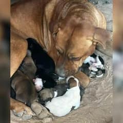 Malnourished Mama Dog and 10 Puppies Saved From Harsh Conditions