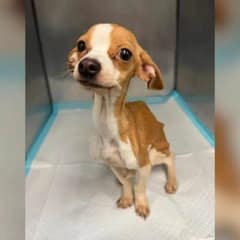 Starving Puppy Abandoned In Bronx Apartment Gets A Second Chance To Reach Happiness