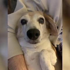 Senior Dog’s Vet Visit Reveals Shocking Past