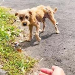 Hairless Dog Dumped By Breeders Finds Love And Transforms Into A Fluffy Princess