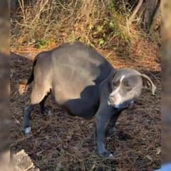 Pregnant Dog Abandoned On Roadside Finds Love And Gives Birth To Eight Beautiful Pups
