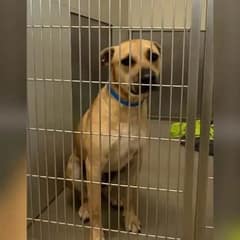 Dog Waits For Owners At Shelter Door Everyday, Then His Forever Family Arrives