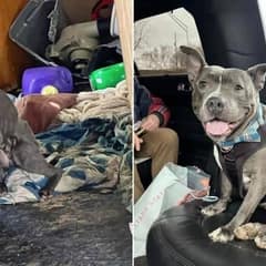 After 2 Years In A Shelter, Rescue Dog Chester Gets Adopted And Leaves In A Limo