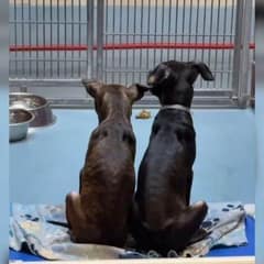 Shelter Brothers Held Each Other Tight Before Euthanasia, But A Miracle Saved Them