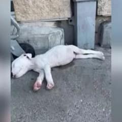 Pup Kept Returning To Shelter Gate Until The Family He Dreamed Of Came For Him