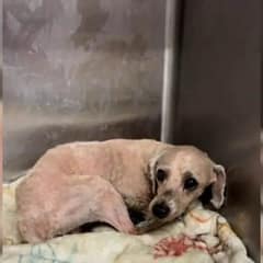 Maltese Pup Injured By Breeder Trembles In Shelter, Waiting For Someone To Love Him