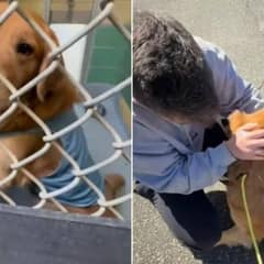 After Three Years Of Searching, Couple Finds Their Golden Retriever In A Viral Rescue Post