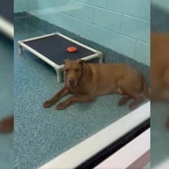 After 3 Years In The Shelter, This Dog Finally Found Someone Who Understood Him