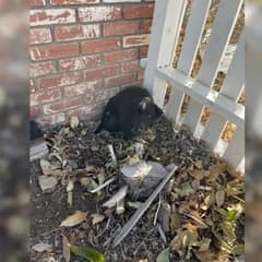 She Went To Check Her Parents’ House And Found A Stray Puppy Begging For Help
