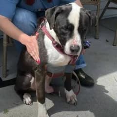 Senior Shelter Dog Spends 10 Years Waiting For A Home
