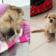 From Neglect to Nurture: Stu the St. Bernard’s Heartwarming Rescue and Recovery