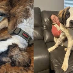 Skinny St. Bernard Found In Abandoned House Completely Transforms With Love