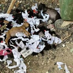 Two Puppies Found On Trash Heap Get A Second Chance For Happiness