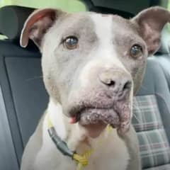 Senior Dog Turns Into A Puppy Again After Experiencing Love For The First Time