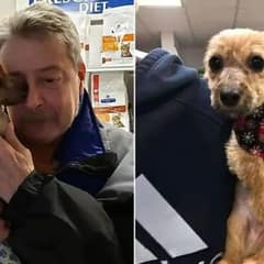 Puppy Thrown Off Bridge With Taped Muzzle Is Rescued—Then Reunites With His Hero