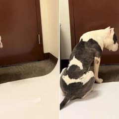 Senior Dog Waits By Shelter Door As Time Runs Out—Then A Miracle Happens