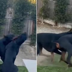 California Man Films His Dogs Playing — Then One Unexpected Splash Has Everyone Laughing