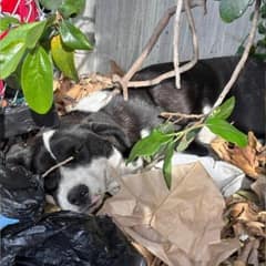 Crying Pup Refused To Move From Bushes And The Reason Broke All Rescuers’ Hearts