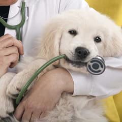 What Every Dog Owner Should Know About Vet Anxiety