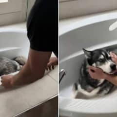 Florida Couple Loses Sight of Their Husky in the Storm, Then Make a Heartbreaking Discovery
