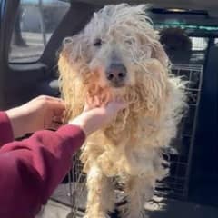 Severely Matted Dogs Rescued Just In Time As A Heartwarming Surprise Unfolds