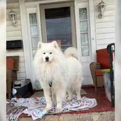 Maryland Police Showed Up Over a Dog Report and the Owner Couldn’t Believe Why
