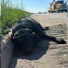 Pit Bull Refuses to Leave Her Injured Sister Waiting for Help on the Highway