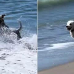 Owner Sees Her Dog Staring Into the Ocean and Is Shocked by What He Saw