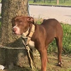 Missouri Residents Find Abandoned Dog Tied To A Tree and Instantly Step In to Help