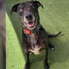 Dog Returns to Georgia Shelter After a Day Out and Her Heartbreaking Reaction Leaves Everyone in Tears