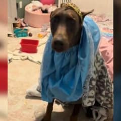 Texas Couple Left Their ‘Aggressive’ Dog With Their Child And Got A Beautiful Surprise