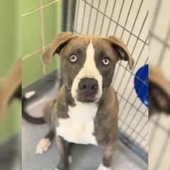 Stella the Dog Finds Love After Being Returned Twice At Texas Shelter