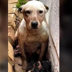 Abandoned Dog Found Protecting Her Puppies in Mud Pit Finds a Loving Home