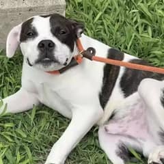 Pit Bull Left Alone at Stop Sign Melts Hearts With One Simple Action