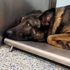 Terrified Dog Rescued from Overcrowded Apartment Finds Hope in Puppy Reunion