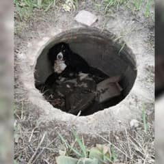 Car Fire Call Turns Into Heartwarming Dog Rescue in Massachusetts
