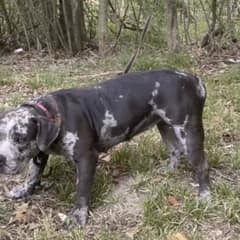 Chained and Forgotten Dog Was Found Behind a Cemetery Crying for Help