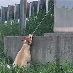 Hero Rescues Dog Hanging by Electrical Wire on Interstate Overpass