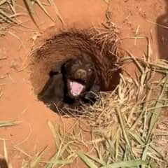 Lost Puppy Trapped at Construction Site Rescued by Brave Young Boy