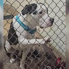 Gentle Dog Was Adopted, Returned, and Now Reaches Out His Paw for A Forever Home