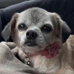 Senior Dog Left Behind by Former Owners Gets a Second Chance at Love